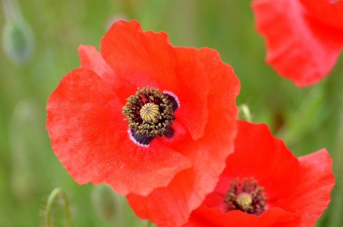 Close-up of red poppies in a field