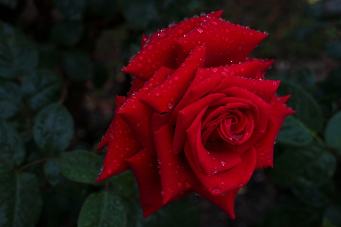 Red rose with water drops