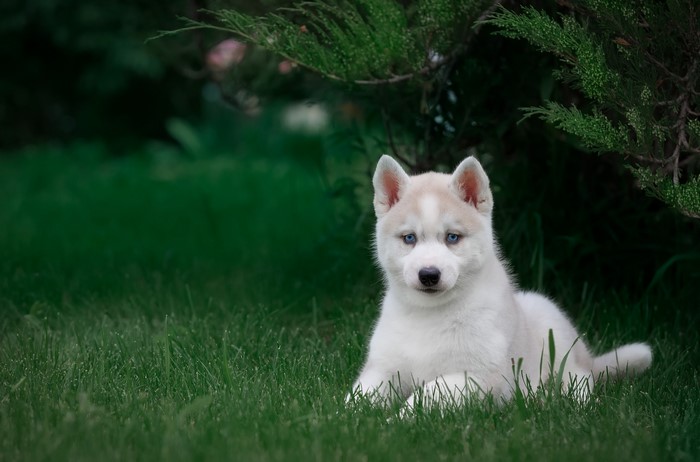 White Husky Puppy with Blue Eyes on Grass