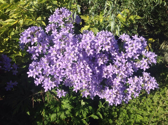 Cluster of purple bellflowers in a garden