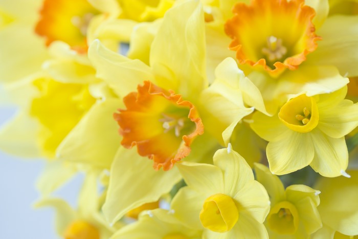 Yellow Daffodils Macro Closeup