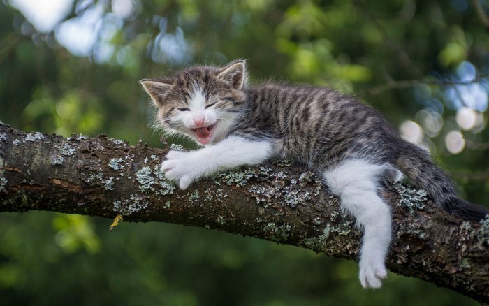 Kitten yawning on a tree branch
