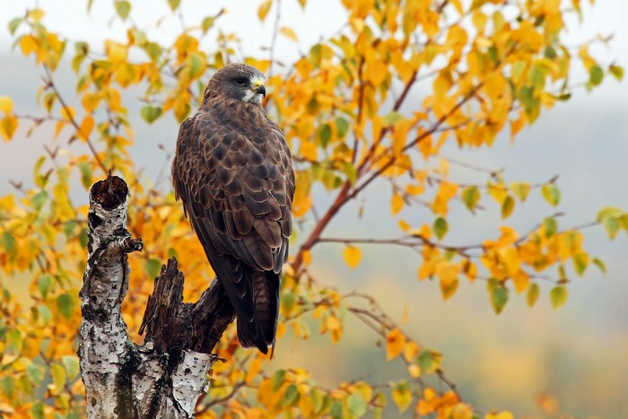 Swainson's Hawk perched on a branch in autumn