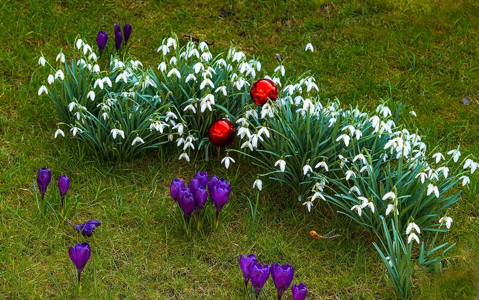 Snowdrops and Crocuses with Red Ornaments on Grass