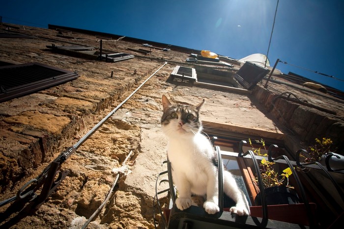 Cat on a balcony in front of a brick building