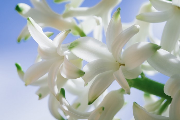 Macro closeup of white hyacinths against a blue sky