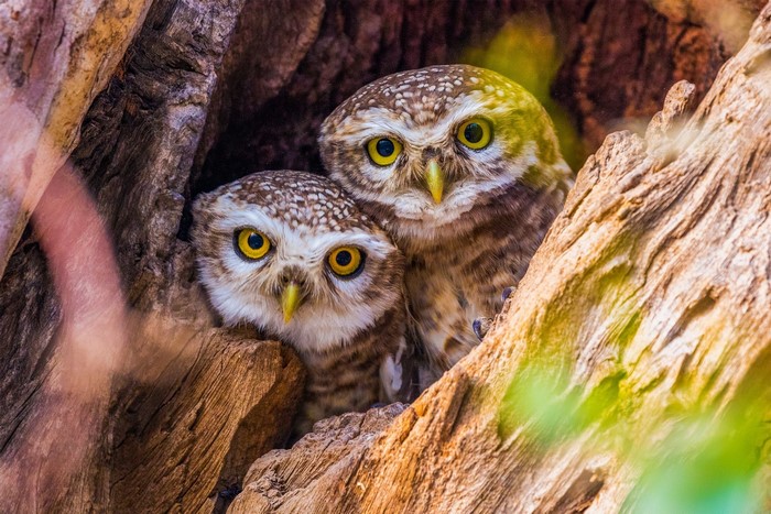 Two spotted owls peeking from a tree hollow