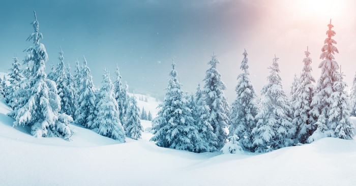 Snow-covered spruce trees in a winter landscape