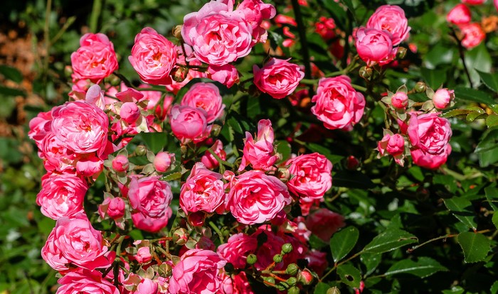 Close-up of pink roses and buds