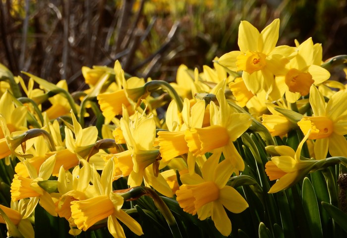 A close-up of bright yellow daffodils in bloom