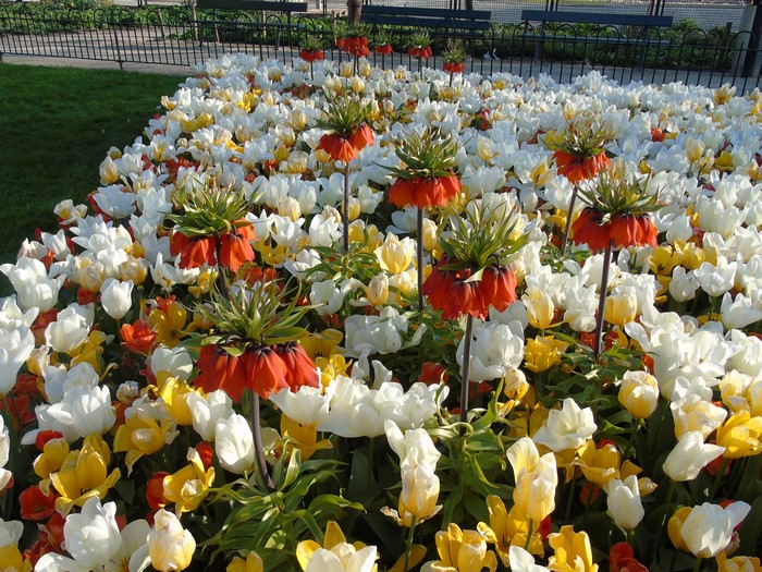 Imperial Fritillaria and Tulips in a Garden