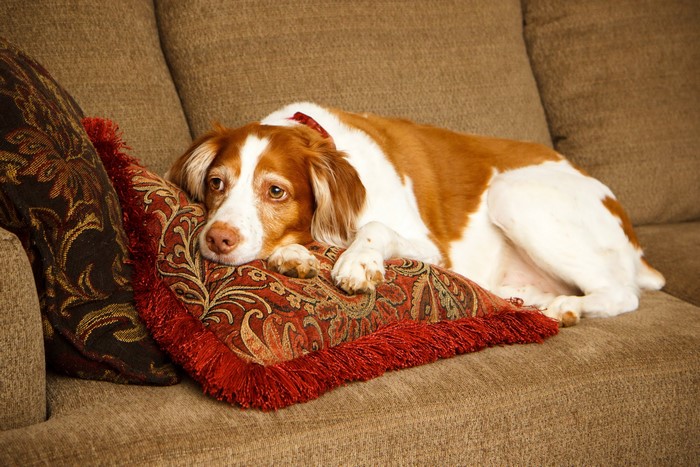 Brittany Spaniel dog resting on pillows on a couch