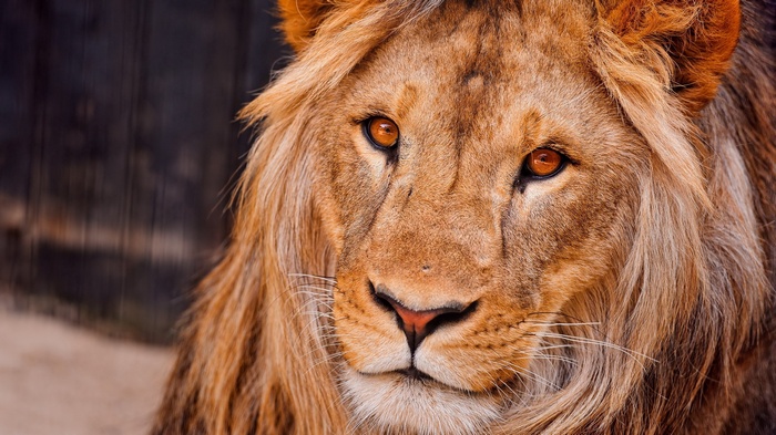 Close-up of a male lion's face