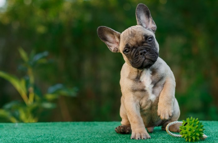 French Bulldog puppy sitting with a toy