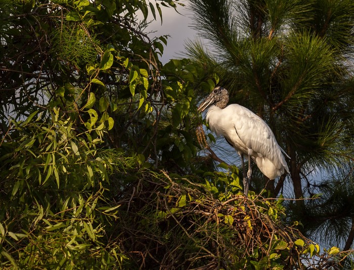 Wood Stork perched on a nest in a tree