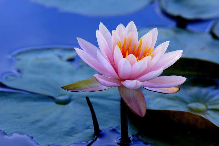 Pink water lily on a blue pond