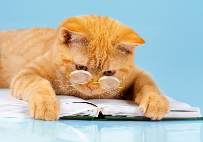 4K Ginger Cat Wearing Glasses Reading Book