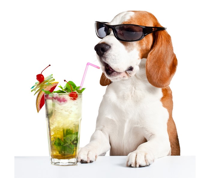 Beagle dog wearing sunglasses with a cocktail