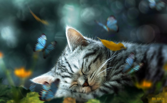 A sleeping tabby cat with butterflies