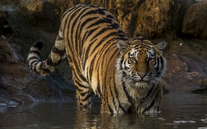 Tiger standing in water