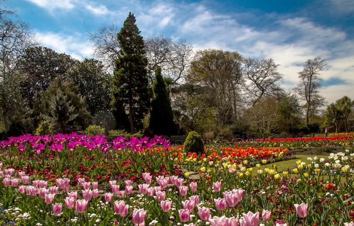 Swansea Botanic Gardens with colorful tulips and trees