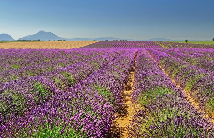 Lavender fields in Valensole, France