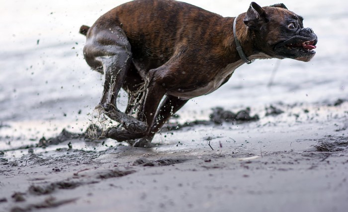 Boxer dog running through mud and splashing water