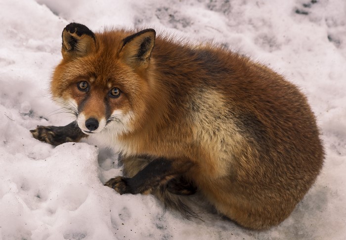 Red fox in the snow