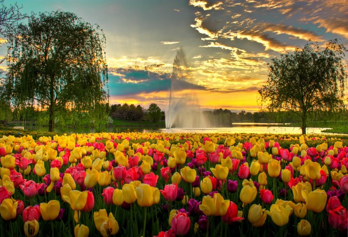 Tulip field with fountain at sunset in Chicago