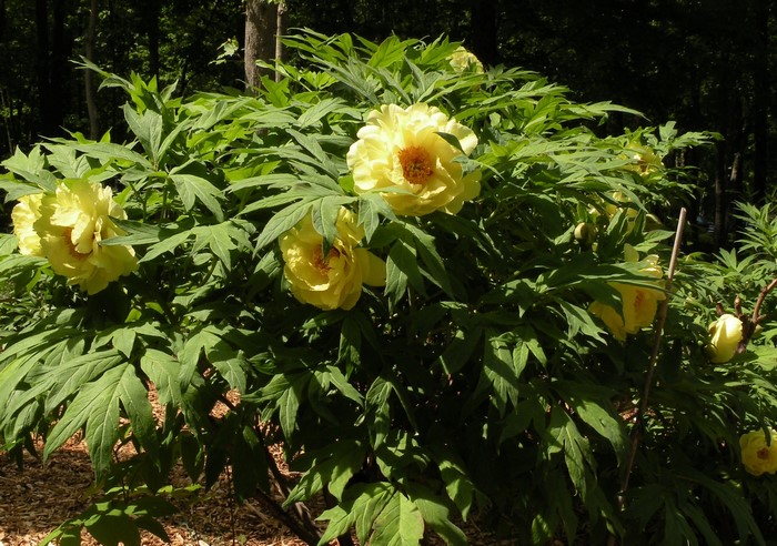 Yellow Peony Bush in Bloom