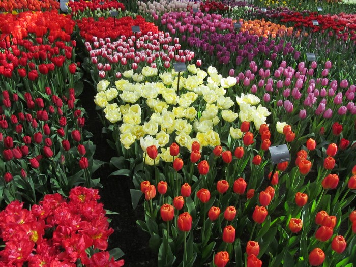 Rows of colorful tulips in a garden