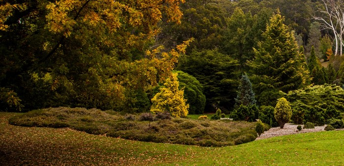 Autumn trees and shrubs in Mount Lofty Botanic Garden, Australia
