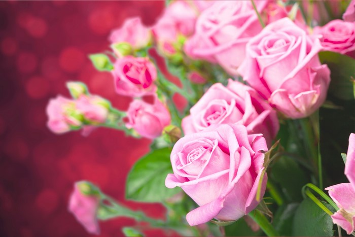 Pink Roses 4K