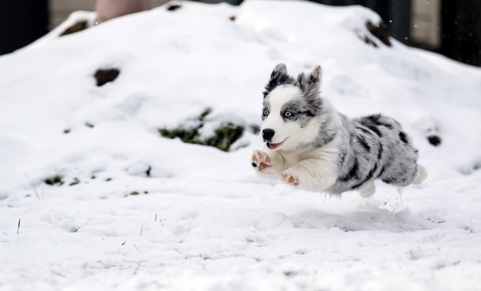A blue-eyed Border Collie puppy jumps in the snow