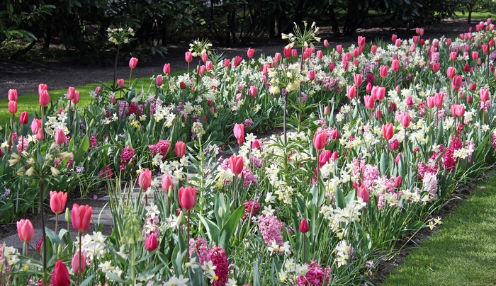 4K Keukenhof Gardens with Tulips and Daffodils in Netherlands