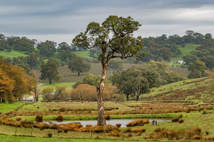 Barossa Valley Australia Fields Grasslands Trees