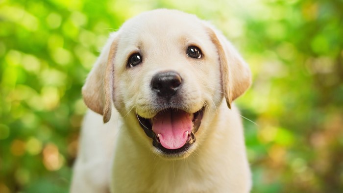 Cute white Labrador puppy with tongue out