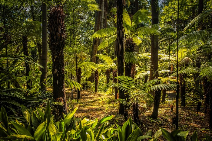 Melbourne Botanical Gardens 4K