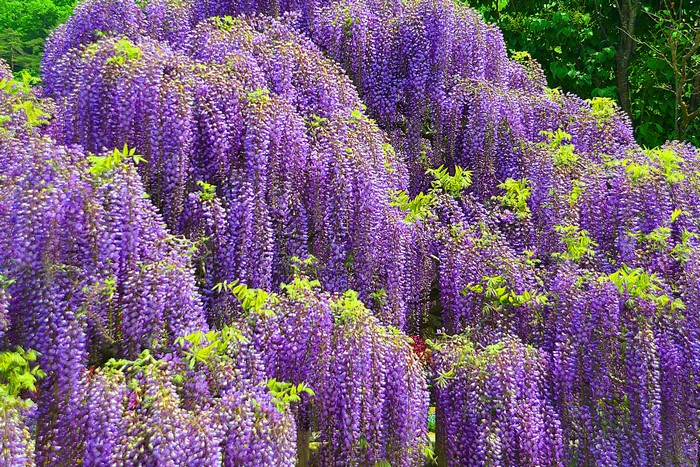 Cascading purple Wisteria flowers