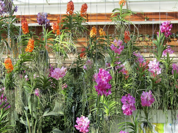 4K Orchid flowers hanging in a greenhouse