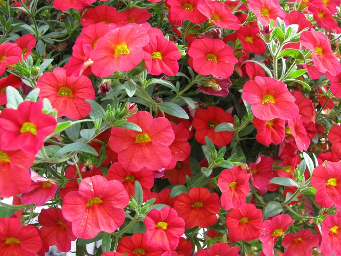 Red Calibrachoa flowers in a close-up view
