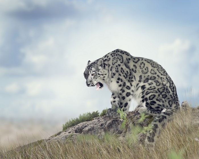 Snow leopard yawning on a rocky outcrop