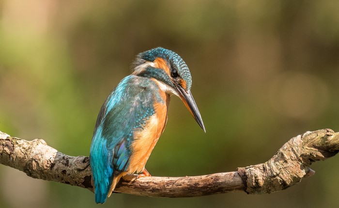 Common Kingfisher perched on a branch