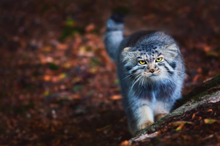 Pallas Cat walking on forest floor