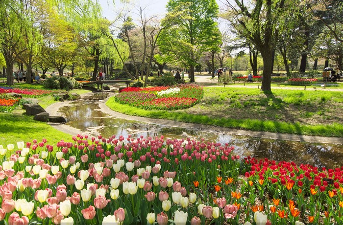 Park with tulips and a pond in Tokyo, Japan