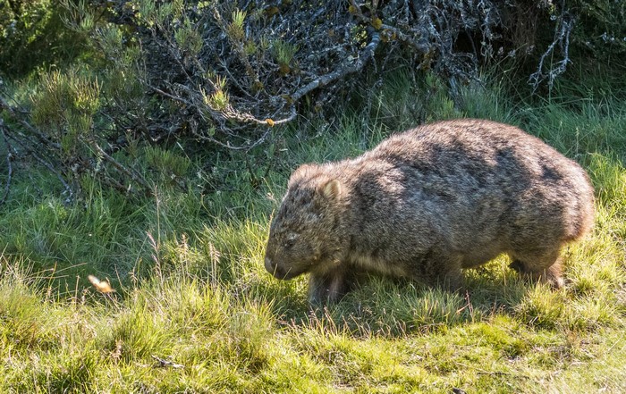 Wombat walking in grassy field