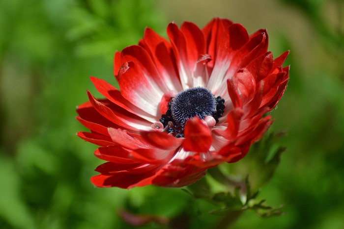 Red and white anemone flower macro shot