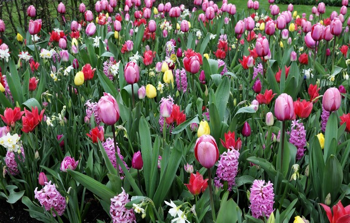 A field of colorful tulips and hyacinths in bloom
