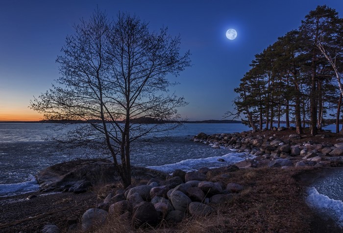 Moonlit coast with trees and ice in Sweden
