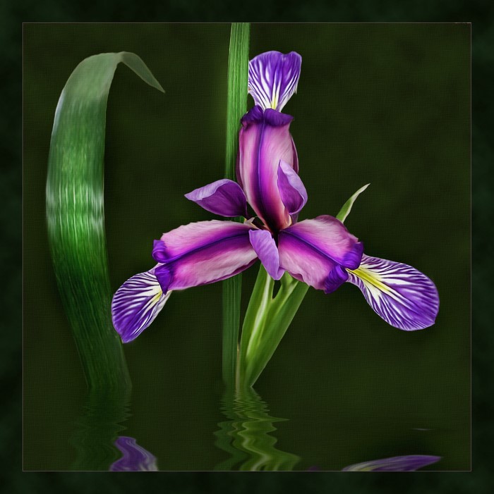 Purple Iris flower painting